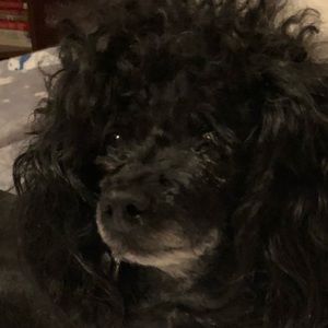 Meet your Posher, Kate